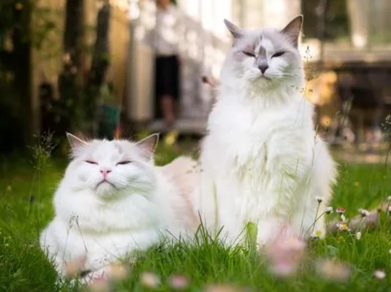 关于猫咪的“性知识”，别害羞，对它有益！