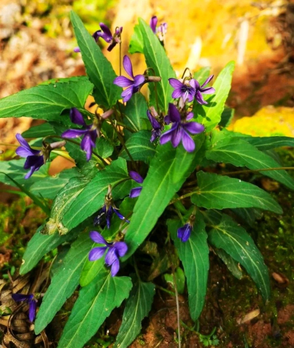 100种野菜大全图解,认识100种野菜视频大全完整版