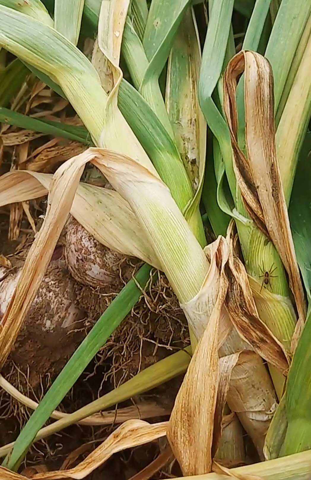 老蒜农说起蒜后等个两三天修剪,还可增产5%左右,有道理吗?