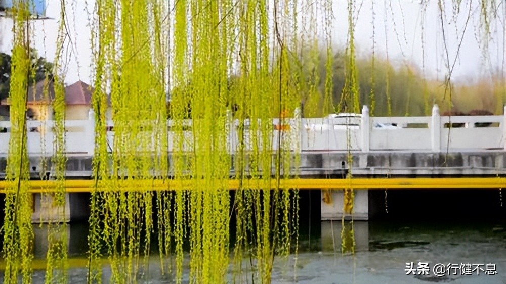 关于咏柳著名诗句及其赏析,咏柳经典诗词100首