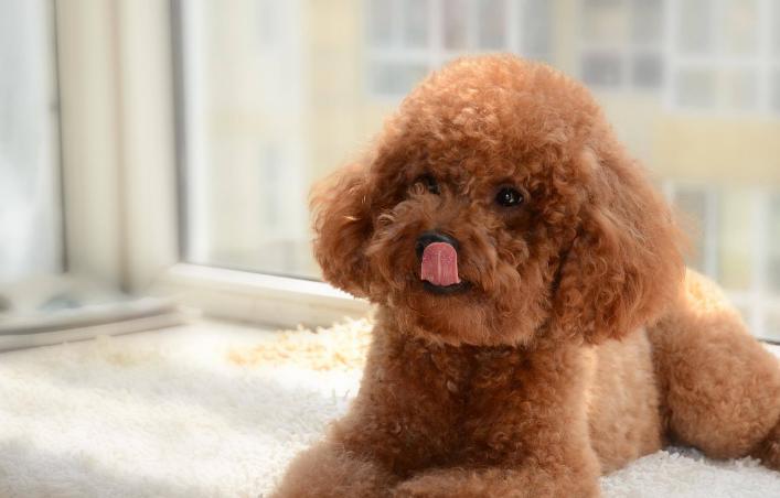 如果泰迪不吃东西怎么办,泰迪不爱吃狗粮了怎么办呢