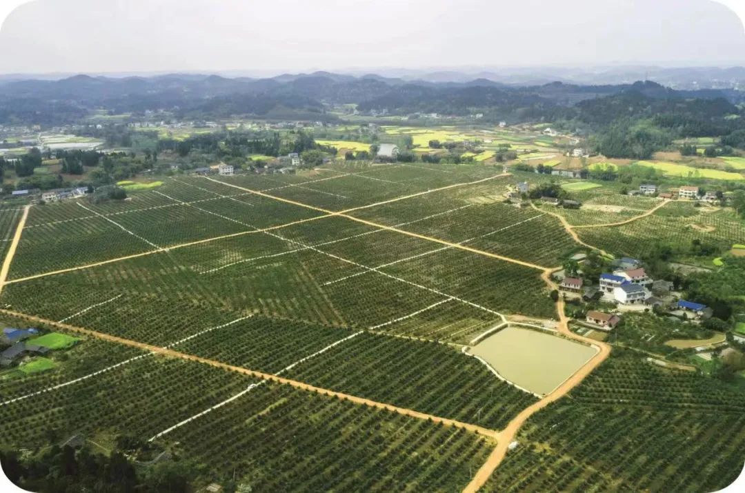 安岳柠檬品质优越原因,安岳柠檬一之乡