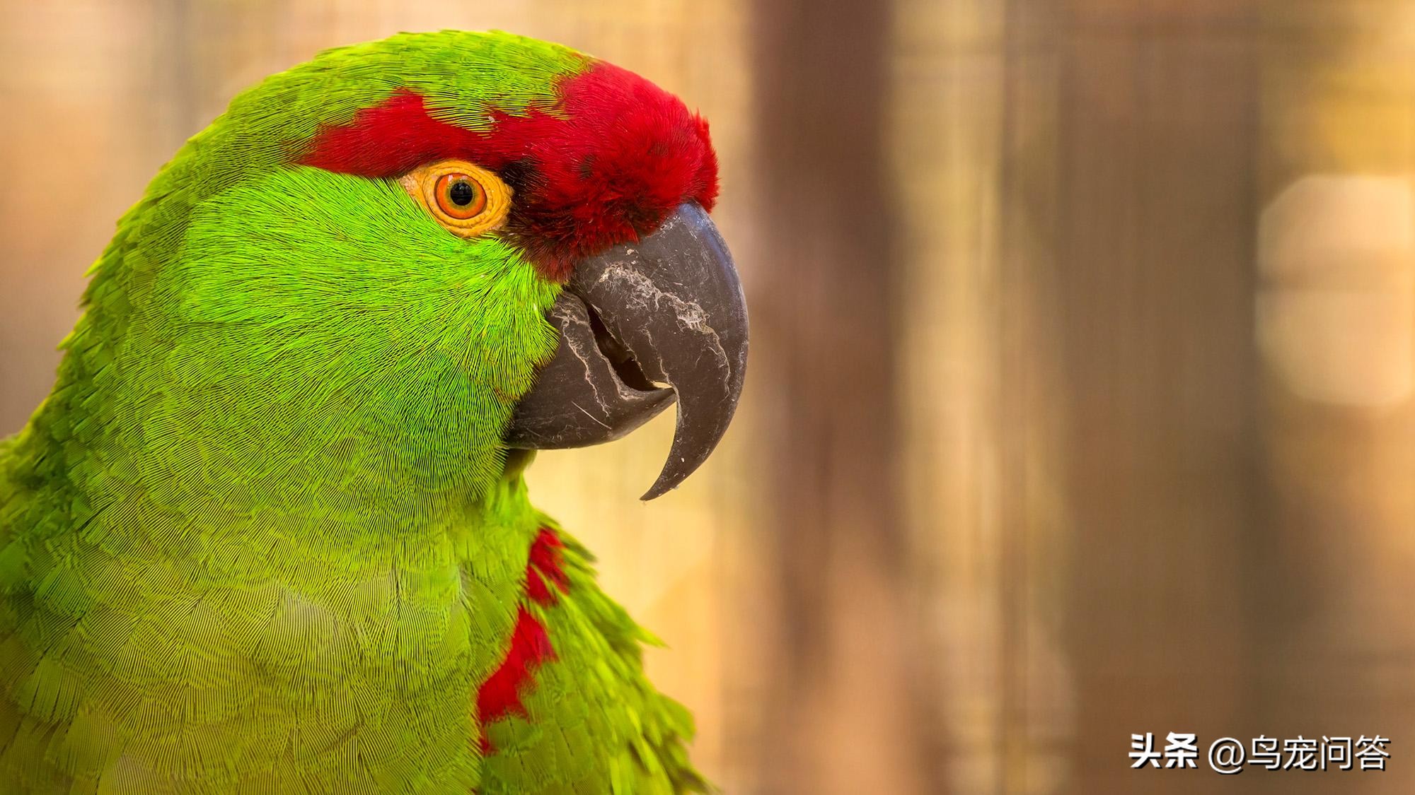 鹦鹉羽粉特别多,玄凤鹦鹉羽粉多怎么办