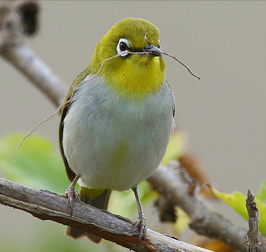 所有鸟图片大全大图,50张最佳鸟类摄影作品