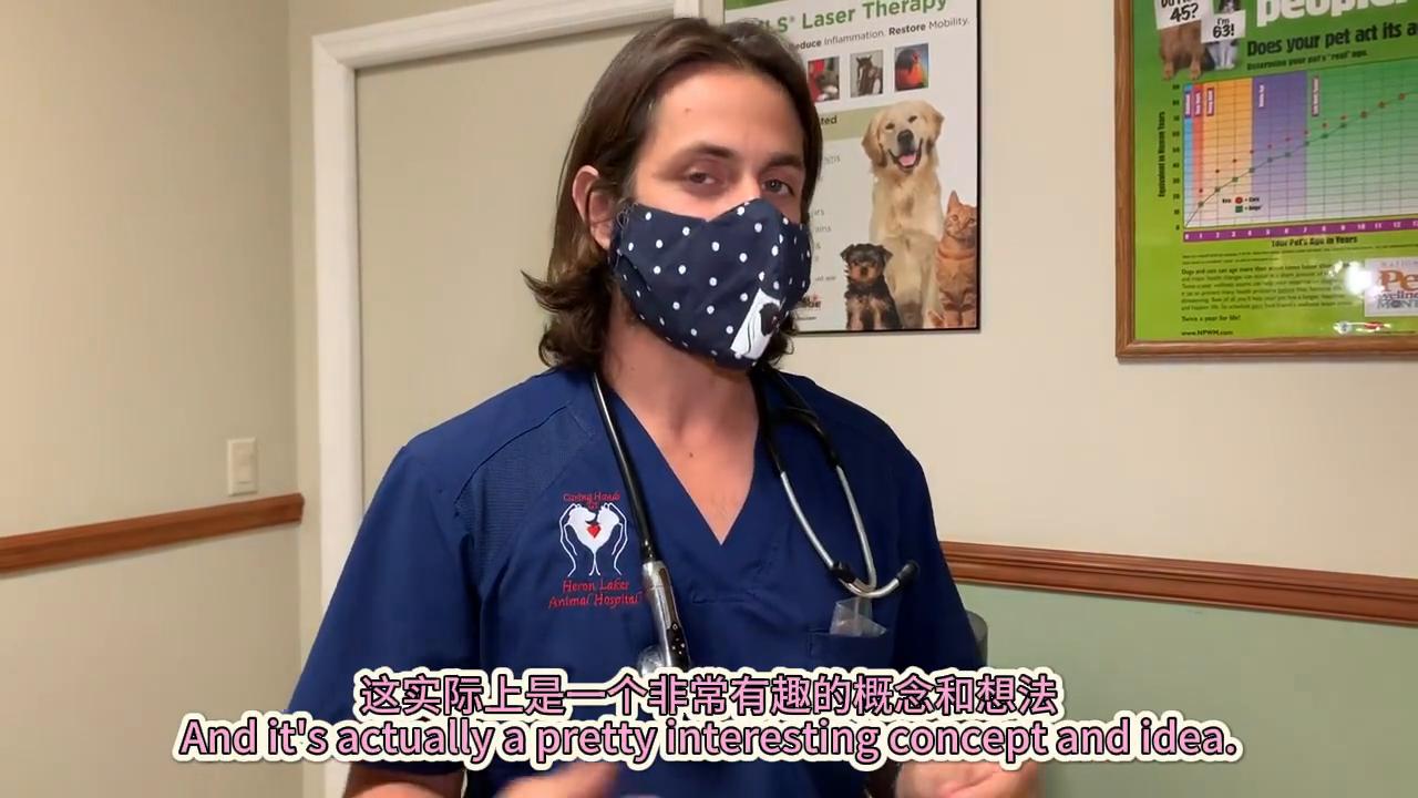 狗子韧带撕裂怎么食补,狗韧带撕裂保守治疗