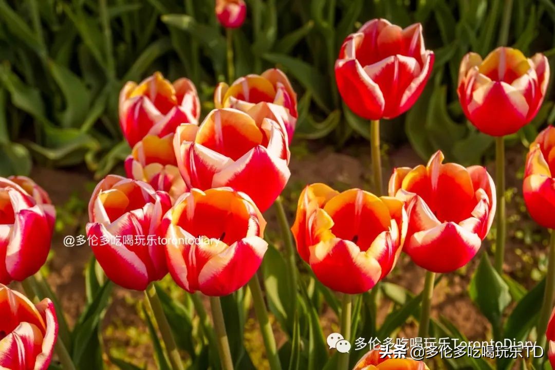 邂逅五彩斑斓的油菜花田,郁金香花田旅游攻略