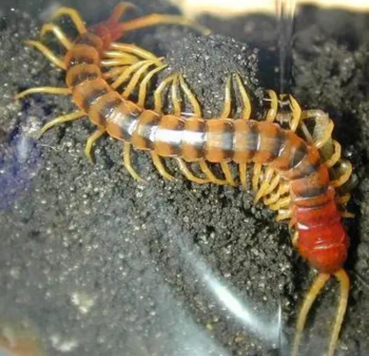 蜈蚣能杀死公鸡吗,蜈蚣为什么毒不死公鸡