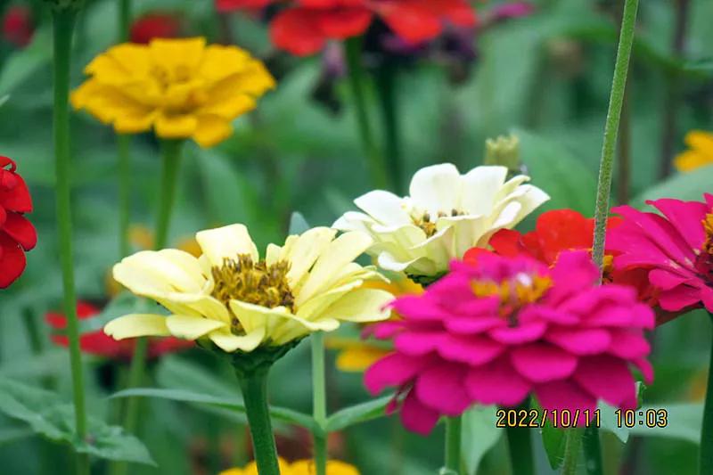 花溪小公园,美丽的花溪公园