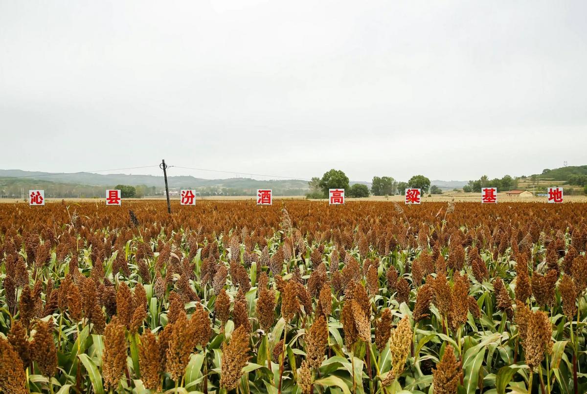 好喝实惠的纯粮酒,十大佳酿排行榜