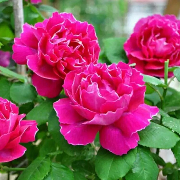 月季美图100张,妩媚动人的月季花图片