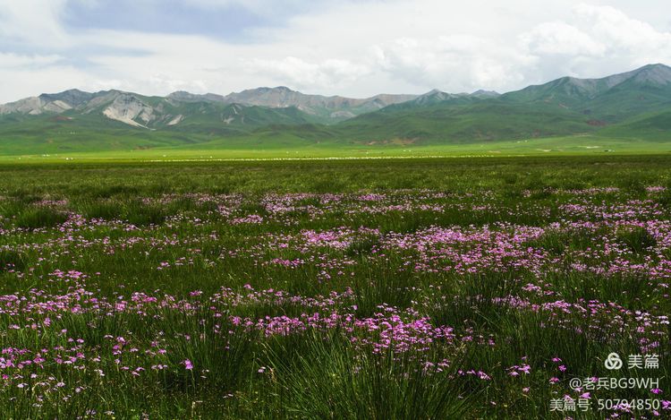祁连山草原哪里最美,祁连山深处草原