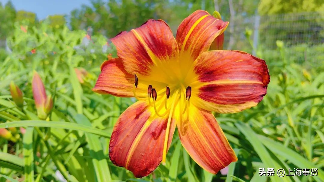 春归入夏，在萱草花盛开的日子里，致敬最美的妈妈！