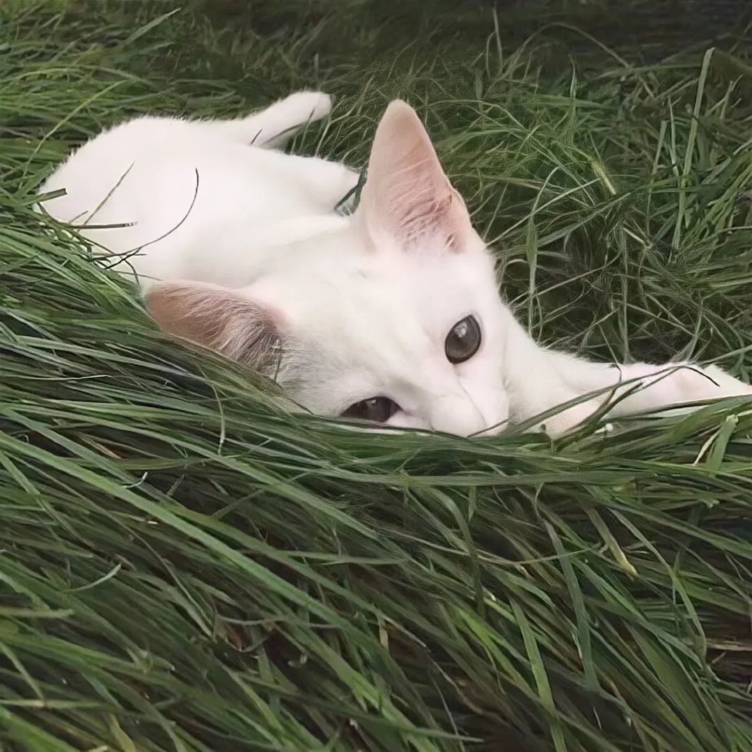 超有感觉的背景图伤感,小众超有感觉的背景图