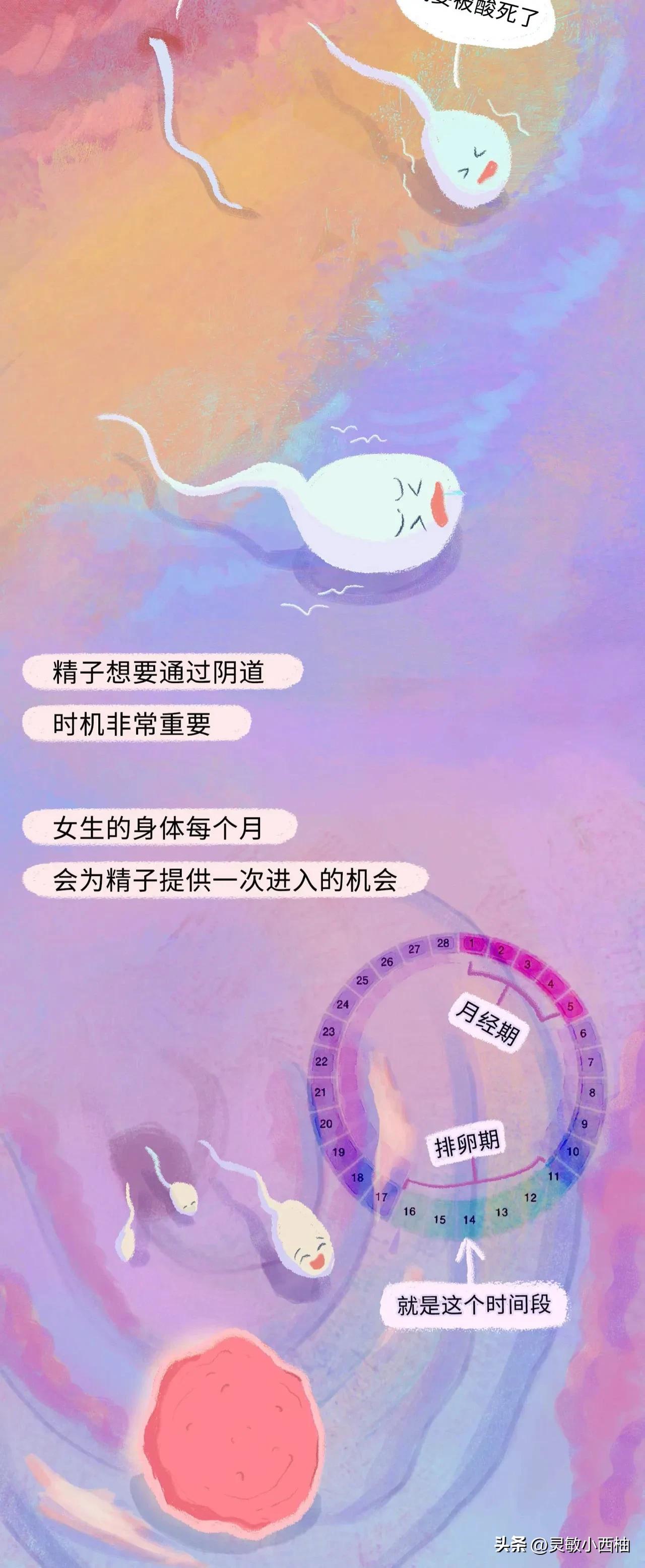 这就是精子进入女性体内的全过程，太神奇了！（漫画）