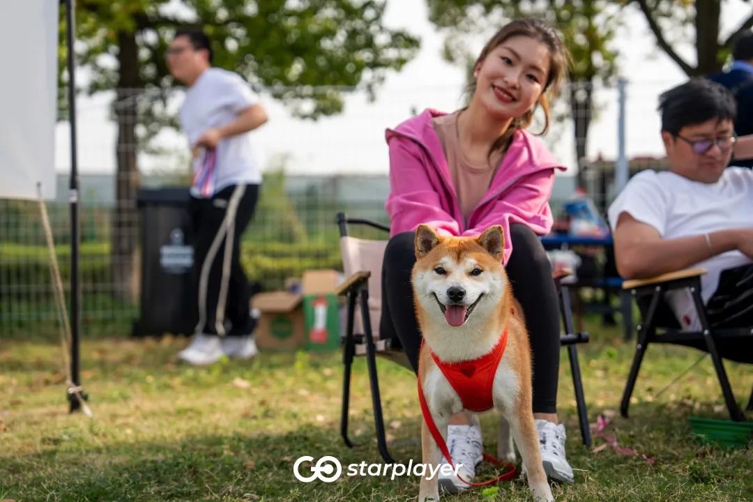 汪汪队露营去游戏,汪汪队露营获得勋章
