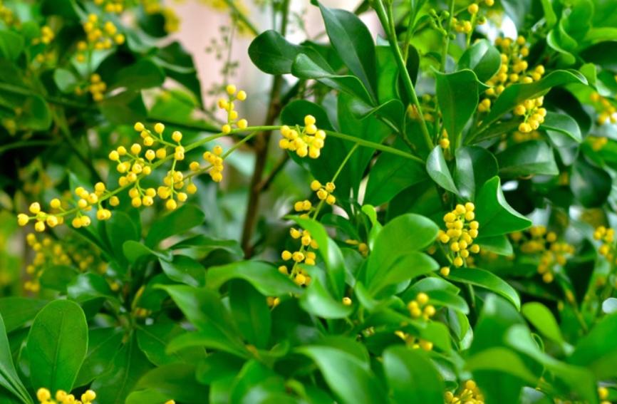 米兰花怎么养才愿意开花多一些,米兰花怎么养叶子才会油绿有光泽