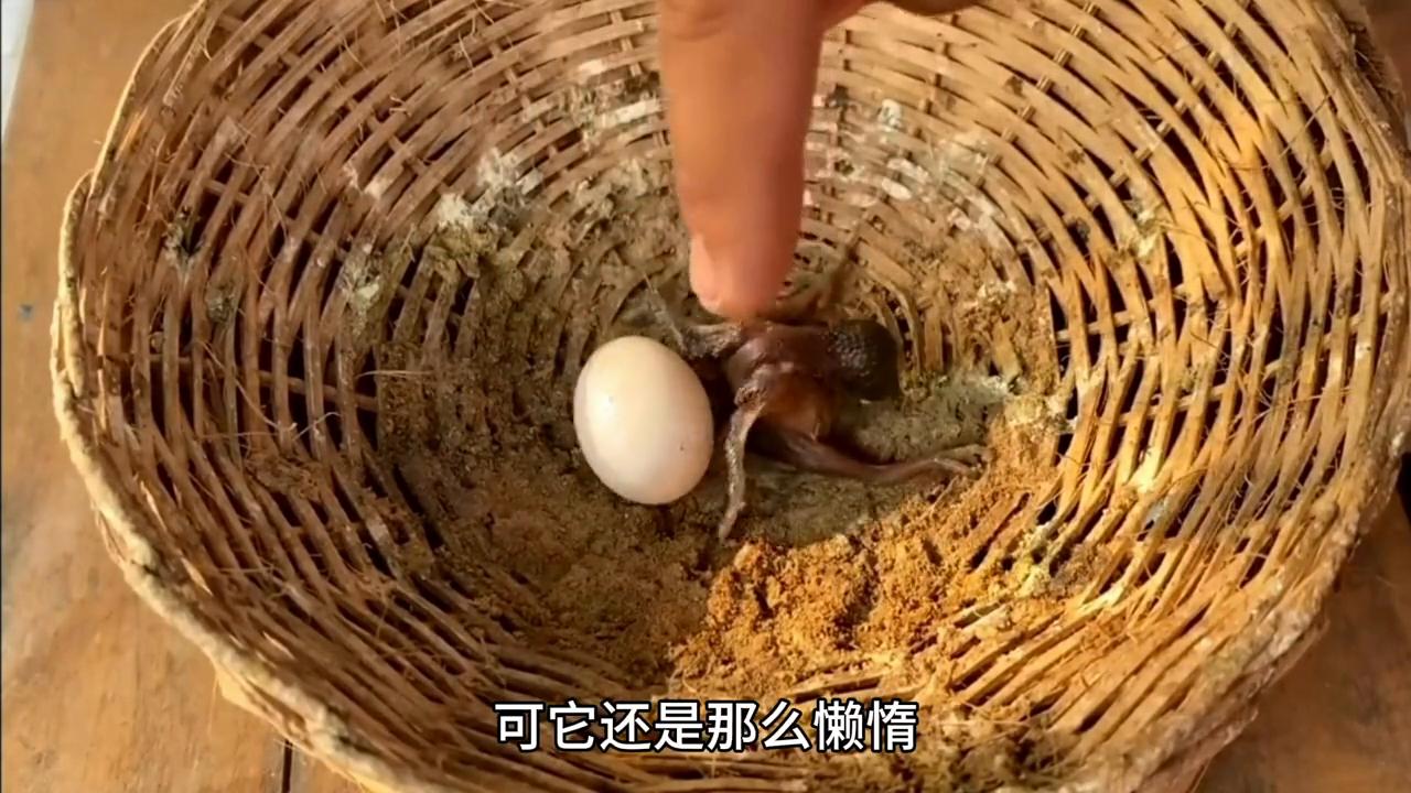 杜鹃宝宝的推蛋测试！#野生动物零距离