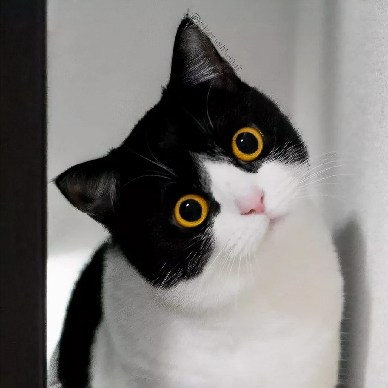 奶牛猫吐黄色的水是什么原因,奶牛猫吐了怎么办