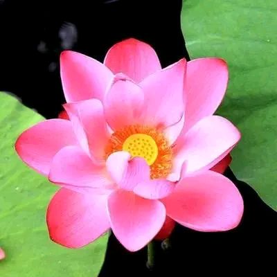 有些事一旦爱上了就停不下来,有一种爱还没来得及开始就结束了