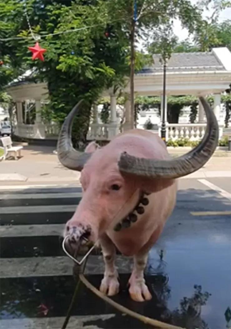 越南男子花1200万买一头粉色水牛,粉红色小水牛