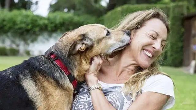 狗狗看似杂乱无章实则井然有序,狗狗看似漫不经心实则步步为营