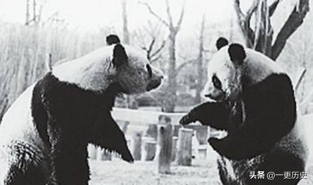 旅外大熊猫丫丫真实现状,旅居海外国宝熊猫