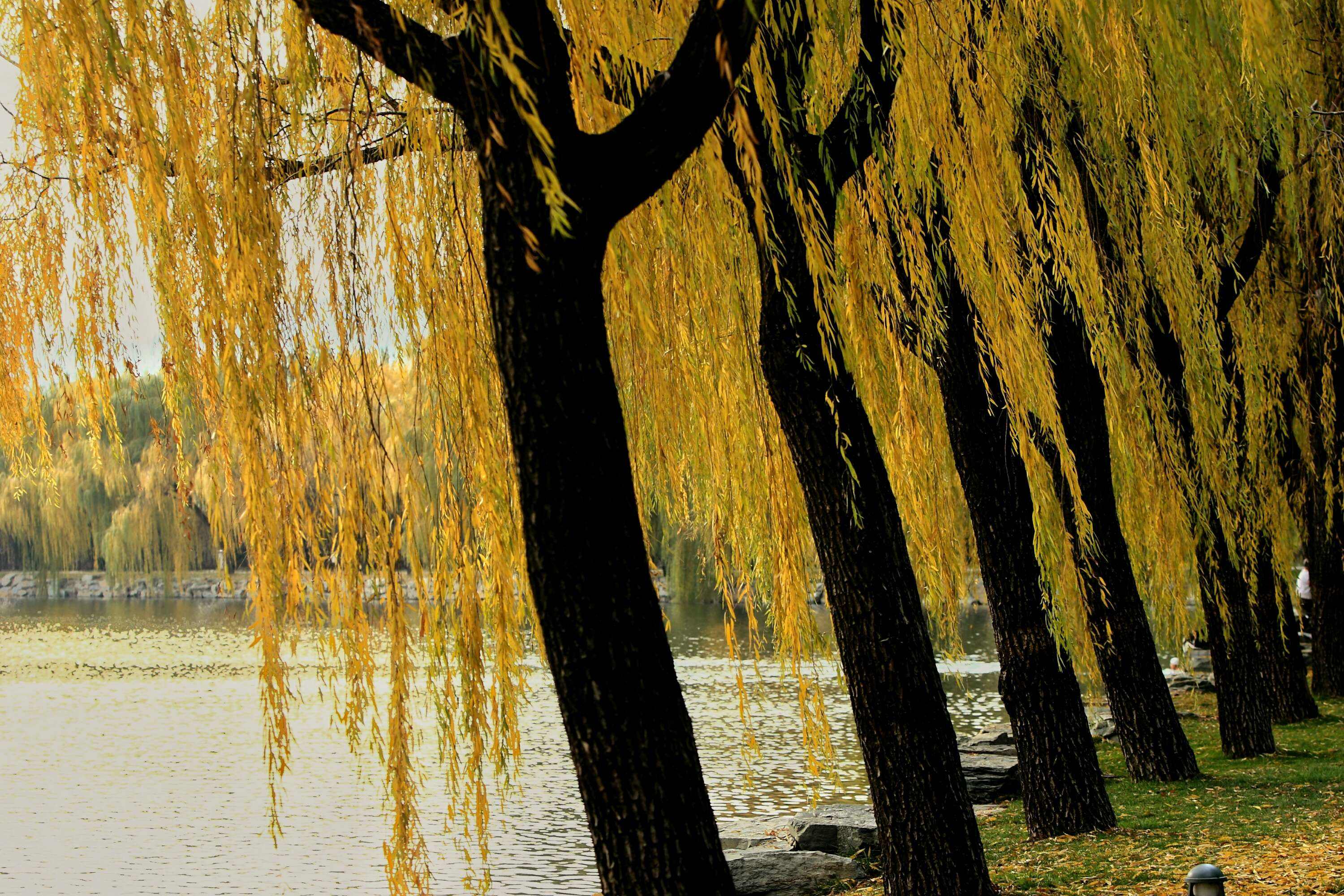 秋天的柳也有几分妖娆“栖鸦流水点秋光，爱此萧疏树几行”