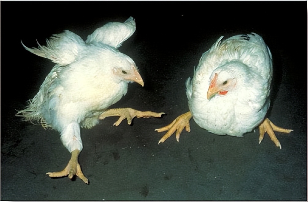 鸡有哪些疾病,鸡有炎症什么表现