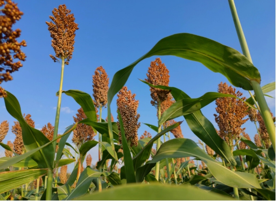 全国哪的白酒最值得喝,十大公认最好喝的白酒各出自哪省