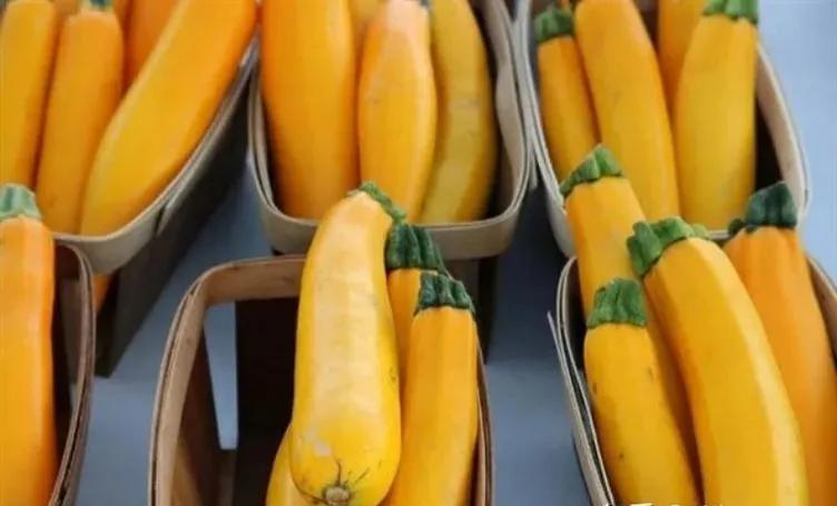 香蕉西葫芦哪里卖,香蕉西葫芦从育苗到结果要多久