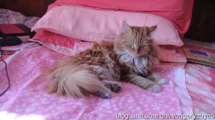 忧郁的毛毛小说,情缘伤感情歌