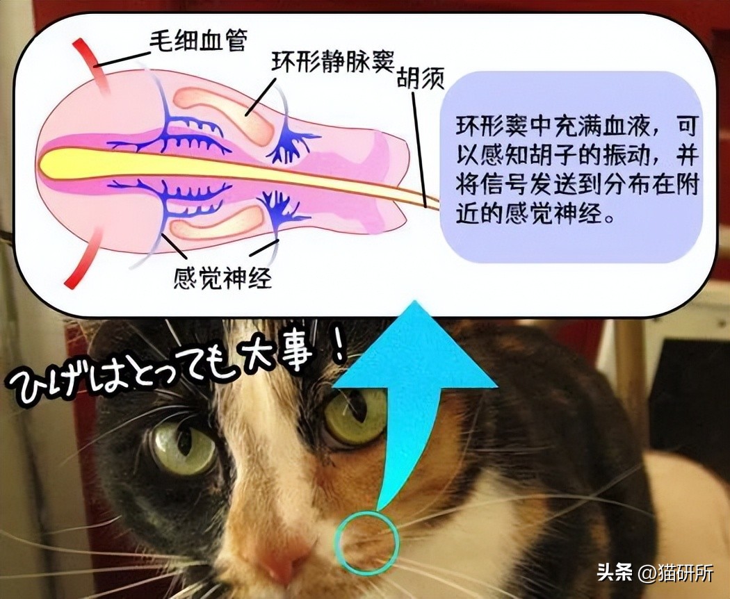 猫咪身上有个神奇的开关,猫咪身上的神秘开关