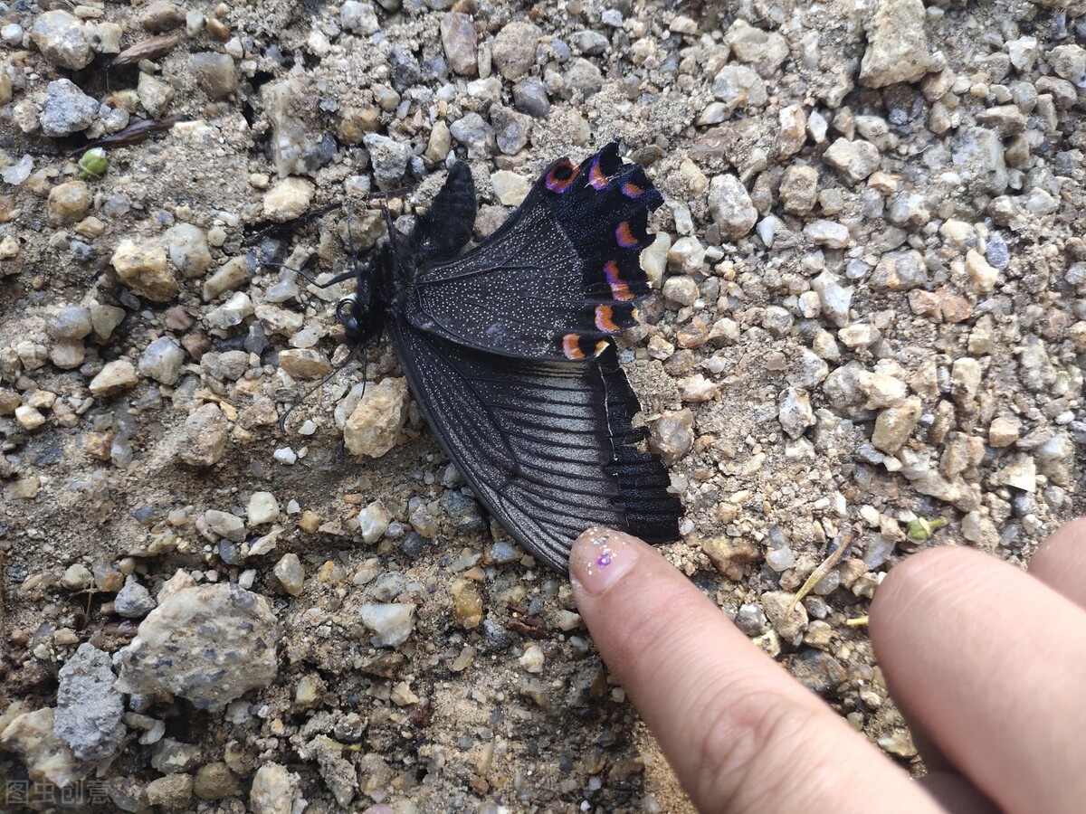 重建城墙诗歌简谱,讴歌党领导灾后重建的诗歌