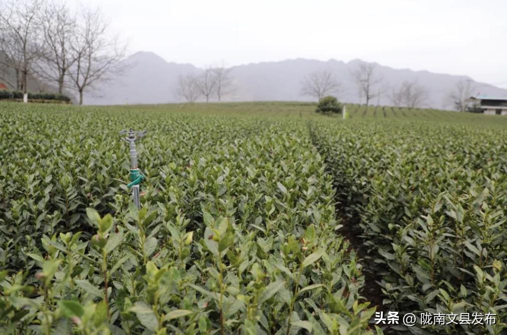 五一想去玩哪也没去,文县旅游一日游