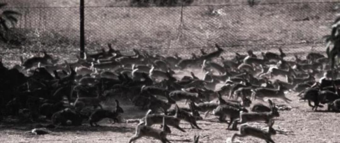 兔子没有实力就被人瞧不起,兔子从来没被战胜过