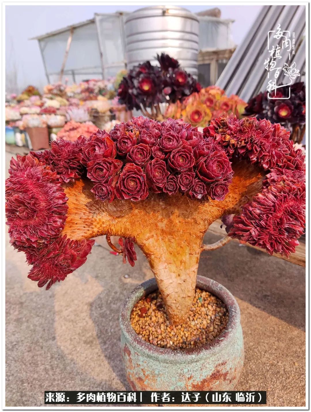 活在当下珍惜眼前平凡的生活,活在当下感慨万千