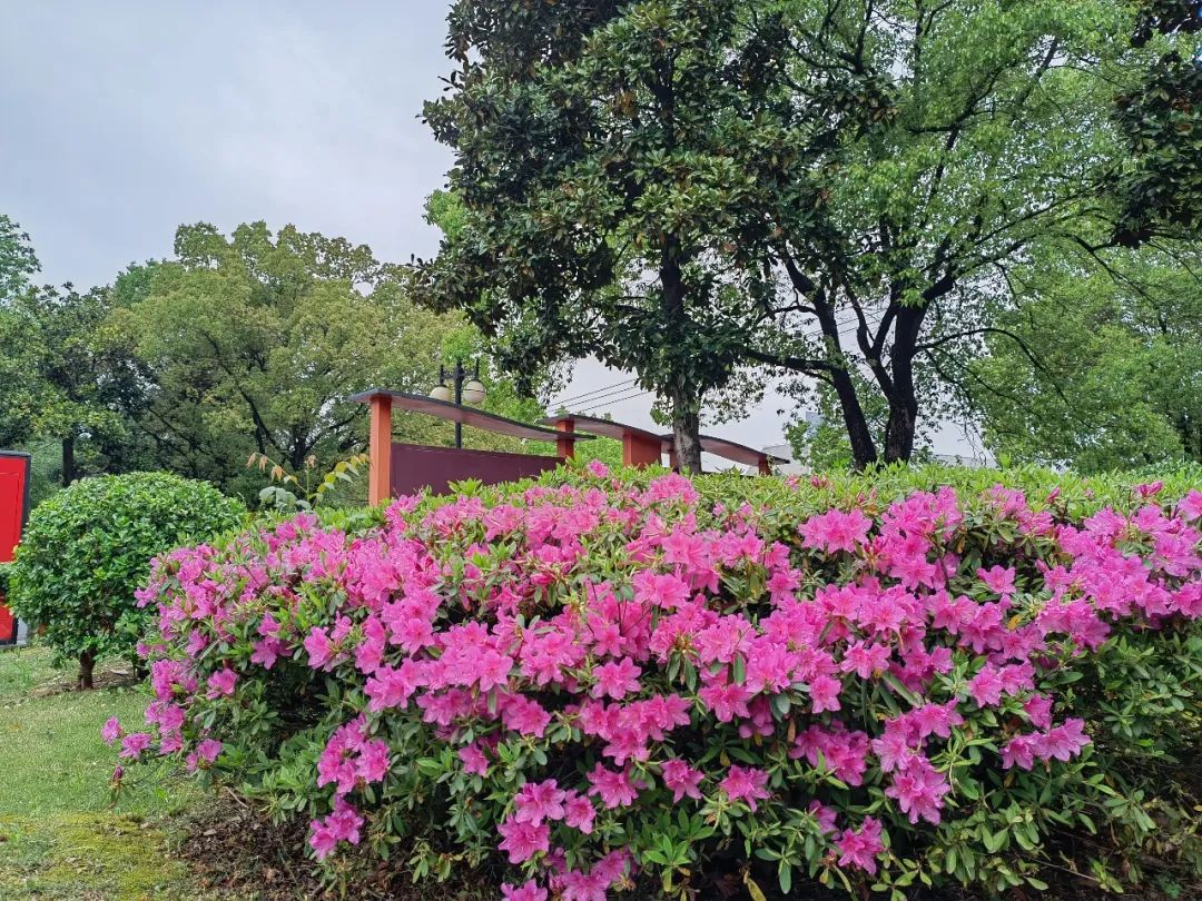 有一种春光叫杜鹃花,春天漫山遍野的杜鹃花开