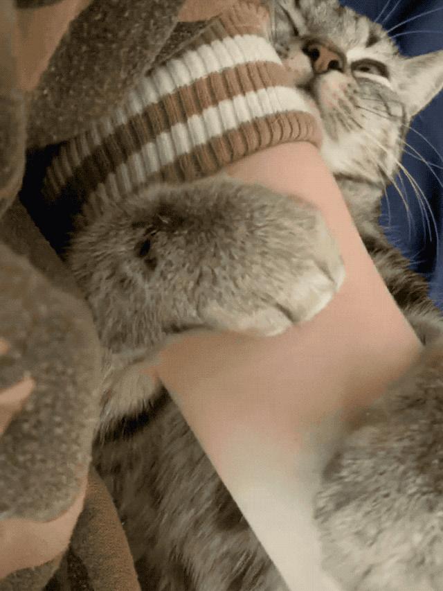 猫咪有这六种行为证明你养对猫了,猫咪有哪些表现证明你养得好呢