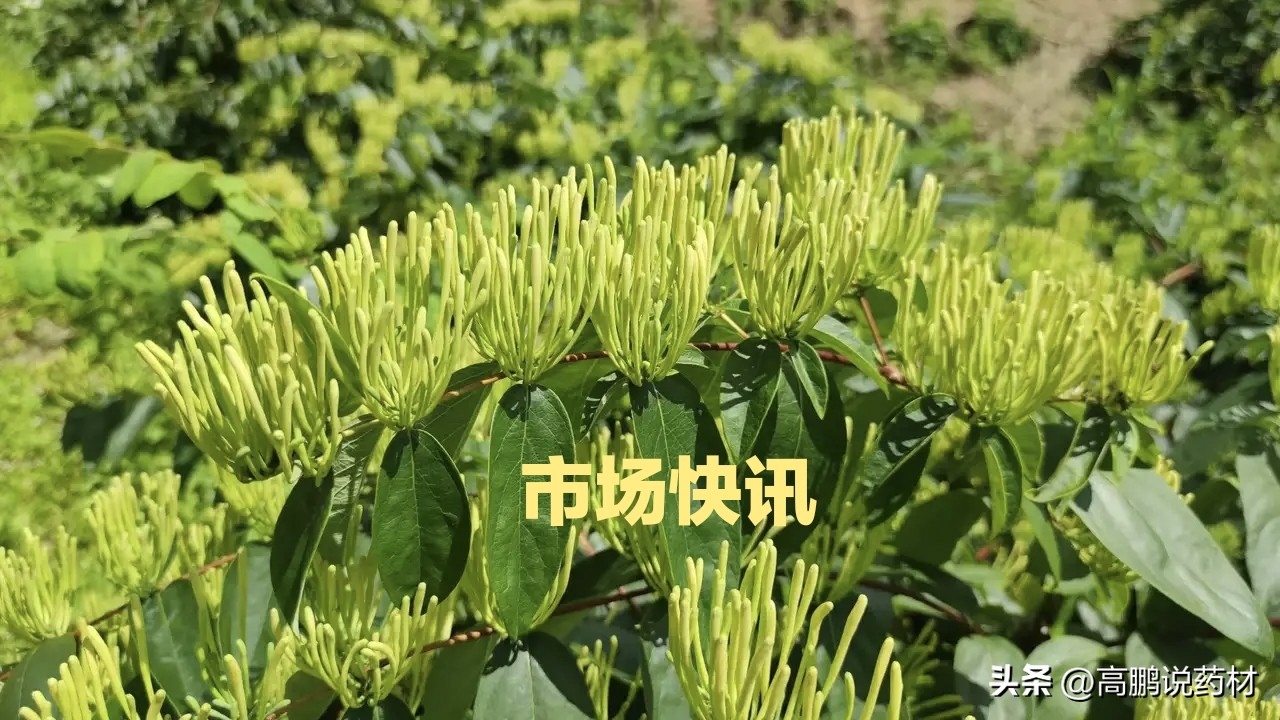 高鹏说药材：2023年2月14日白芍、紫菀、木香、天麻等行情续升