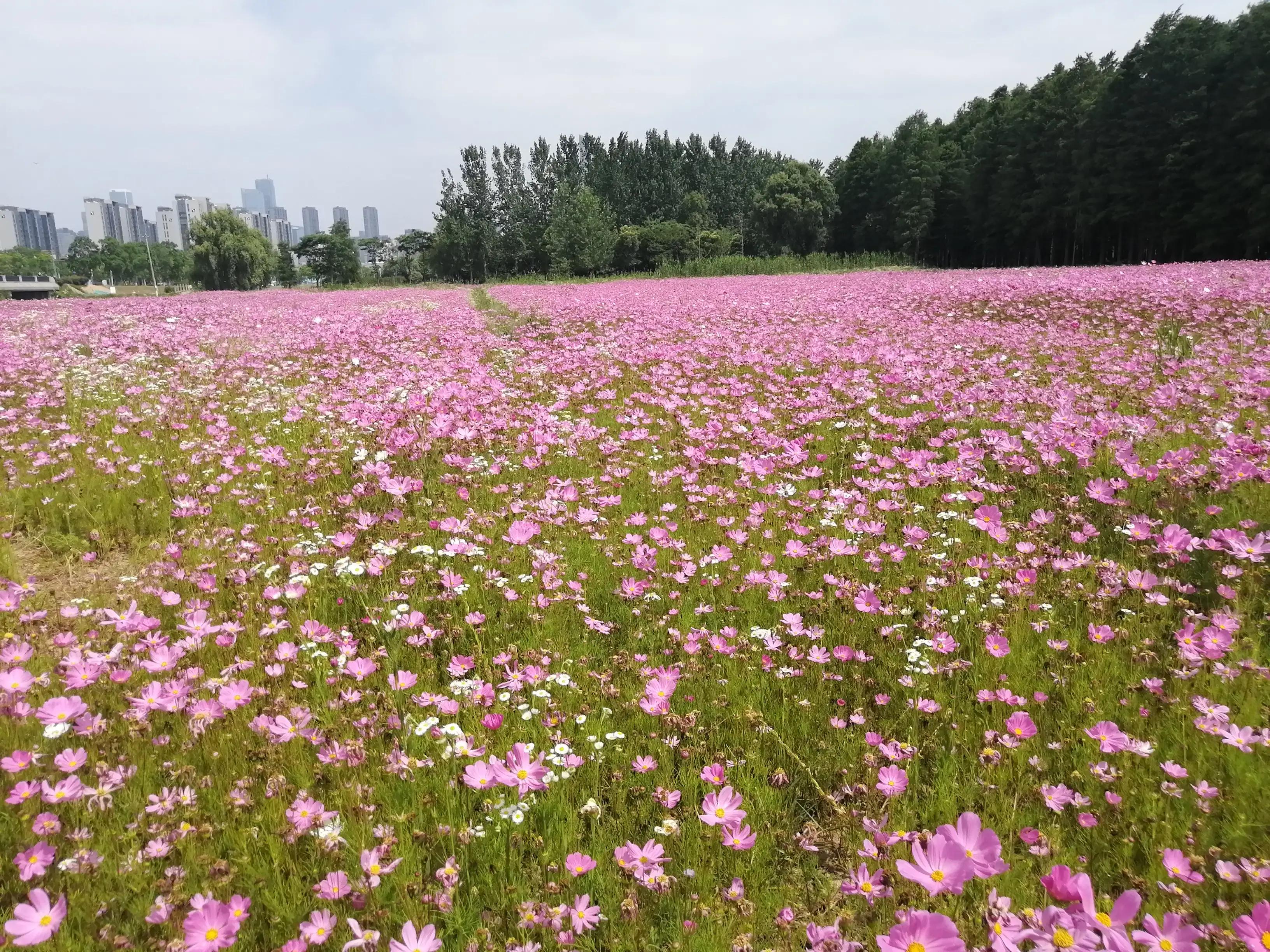 明妃的真实感受,入定的真实感受