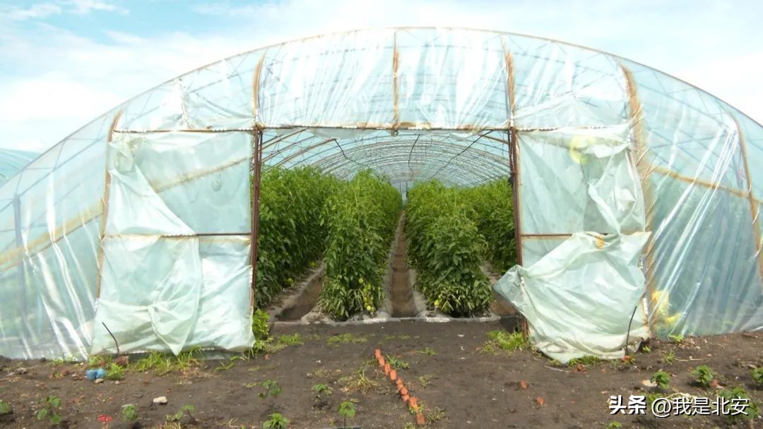 休闲农业亲子采摘,振兴乡村旅游体验采摘乐趣