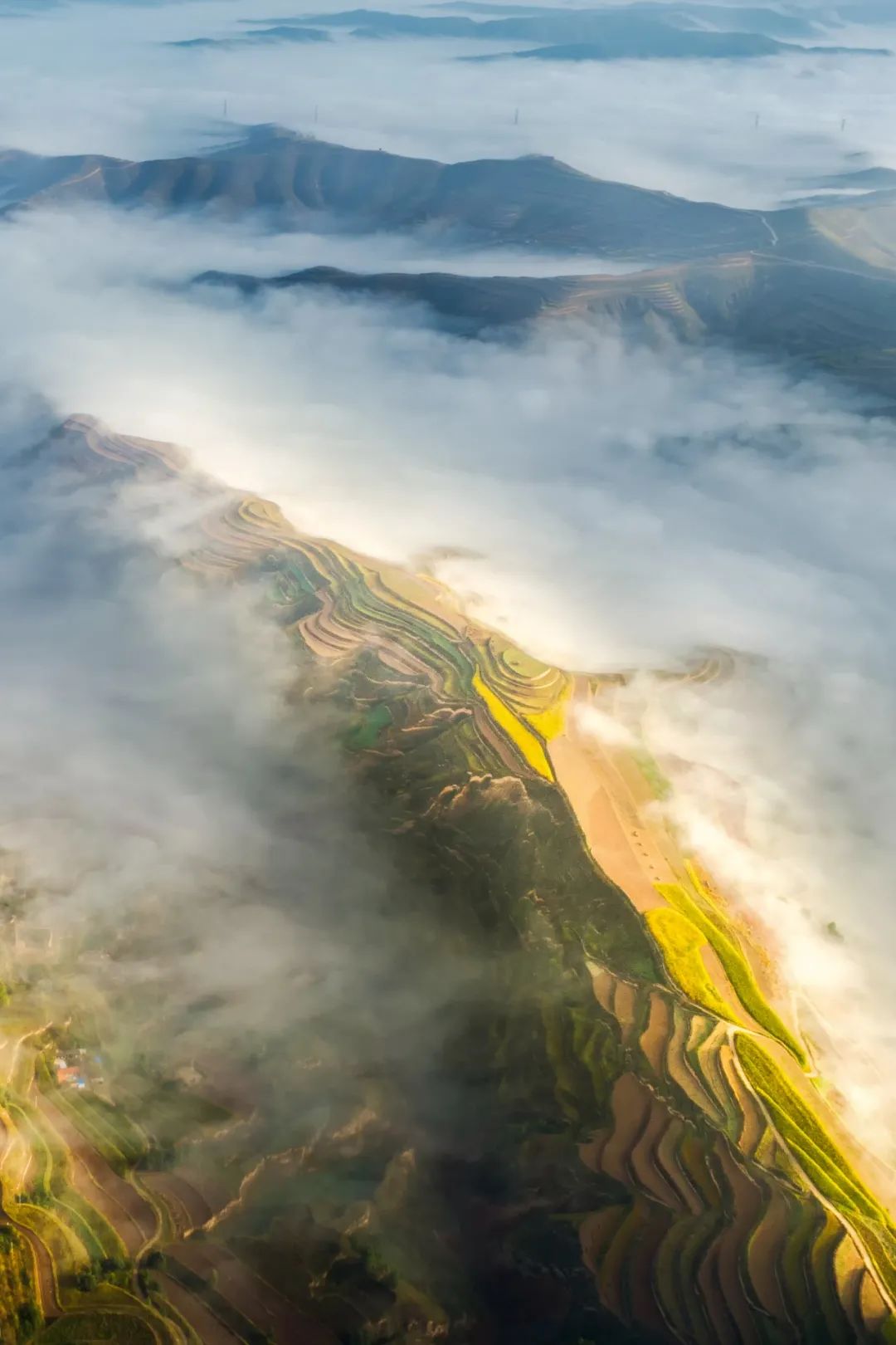 甘肃人一年四季都吃面为什么不胖,甘肃吃米还是面