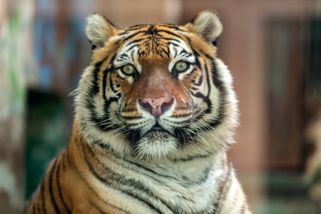 生肖虎狮子座弱点,属虎的狮子座是什么样的