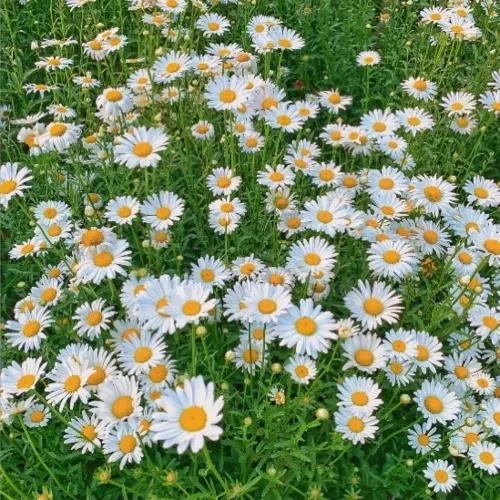 哪些花的花语代表禁忌,花也是不能乱送的