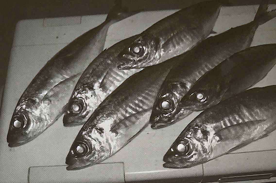 竹荚鱼钓法日本一年吃几亿条日本专业海钓入门防波堤钓书籍