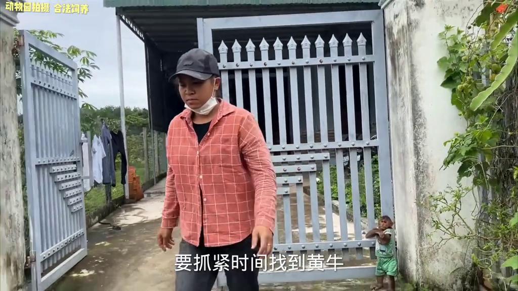 小猴子把牛弄丢了,小猴子贪玩引发悲剧