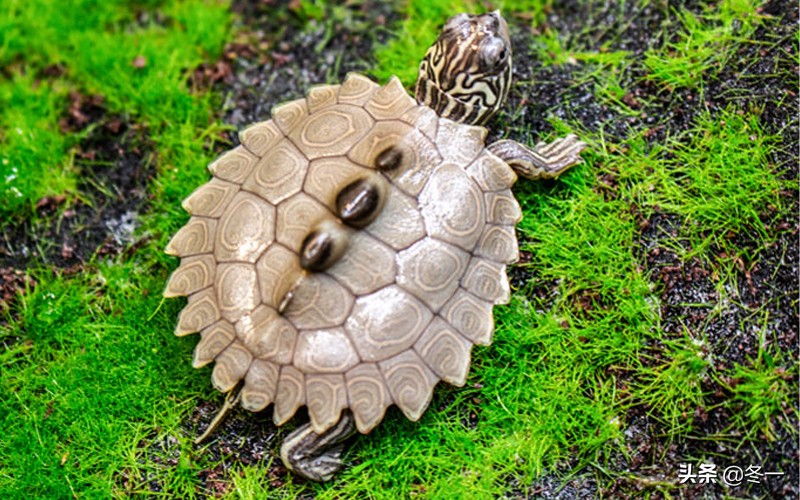新手养龟的基本知识,入门养龟用什么龟缸