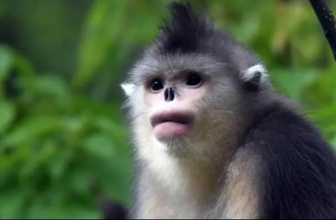 国宝金丝猴你想介绍什么,金灿灿的金丝猴