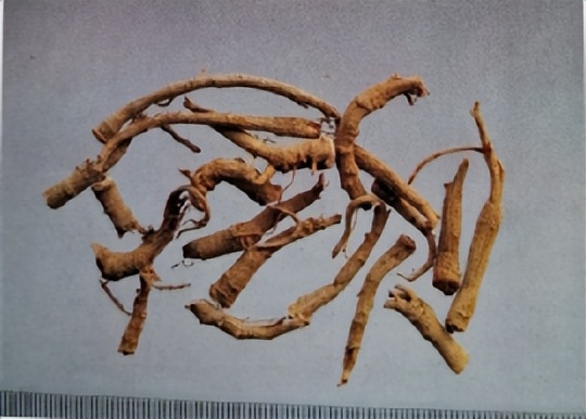 三七和金不换是一样的吗,金不换和三七是同一种中药吗