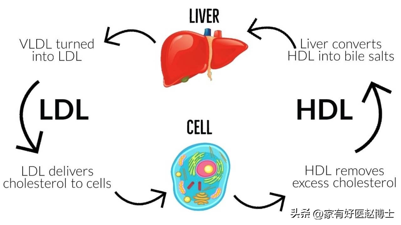 “好胆固醇HDL-C”偏低,用不用吃药提升?最新血脂指南告诉您!